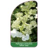 hydrangea-paniculata-white-lady-1