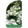 hydrangea-paniculata-tardiva-1