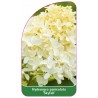 hydrangea-paniculata-skyfall-1