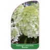 hydrangea-paniculata-rastede-1