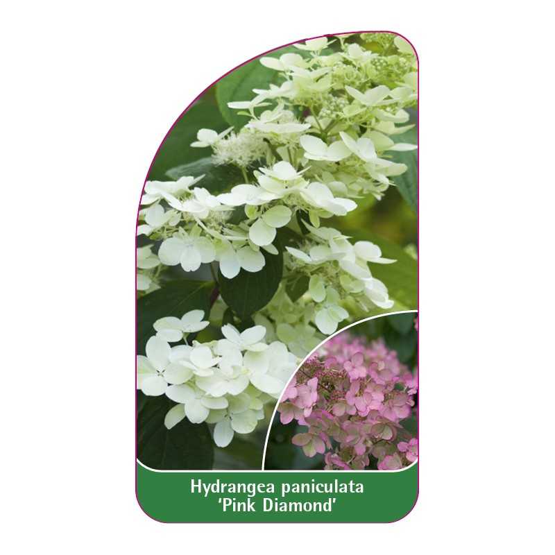 hydrangea-paniculata-pink-diamond-c1