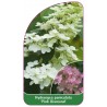 hydrangea-paniculata-pink-diamond-c1