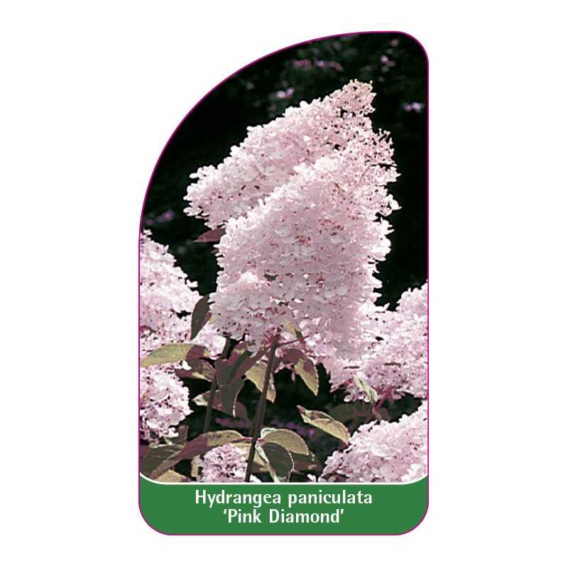 hydrangea-paniculata-pink-diamond-a1