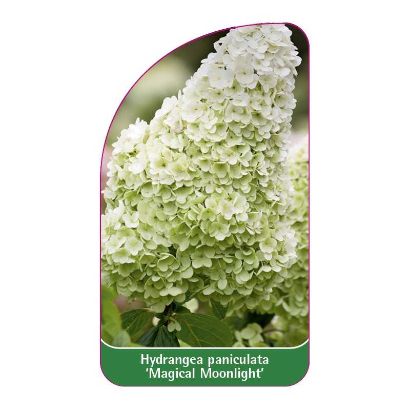 hydrangea-paniculata-magical-moonlight-b1