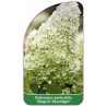 hydrangea-paniculata-magical-moonlight-b1