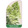 hydrangea-paniculata-magical-moonlight-a1