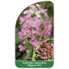 hydrangea-paniculata-magical-fire-1