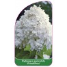 hydrangea-paniculata-grandiflora-b1