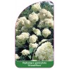 hydrangea-paniculata-grandiflora-a1