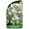 hydrangea-paniculata-early-sensation-1