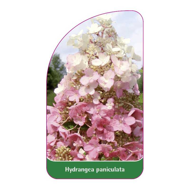 hydrangea-paniculata-f1