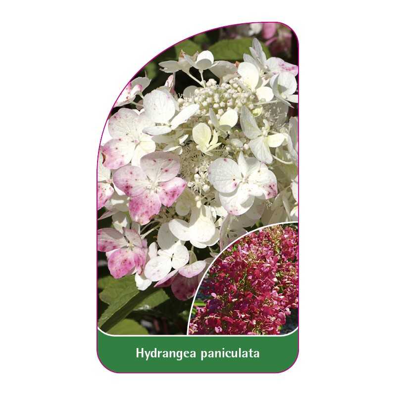 hydrangea-paniculata-e1