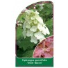 hydrangea-quercifolia-snow-queen-b1