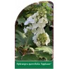 hydrangea-quercifolia-applause-b1