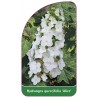 hydrangea-quercifolia-alice-1