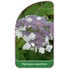 hydrangea-sargentiana1