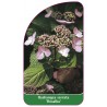 hydrangea-serrata-rosalba-1