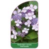 hydrangea-serrata-intermedia-1