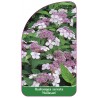 hydrangea-serrata-hallasan-1