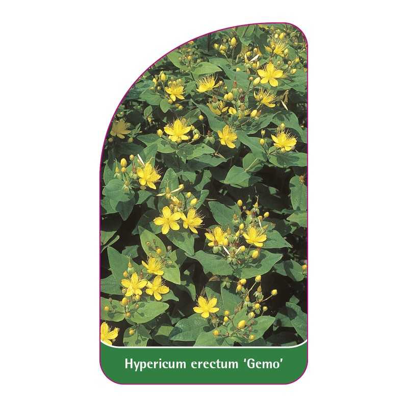 hypericum-erectum-gemo-1