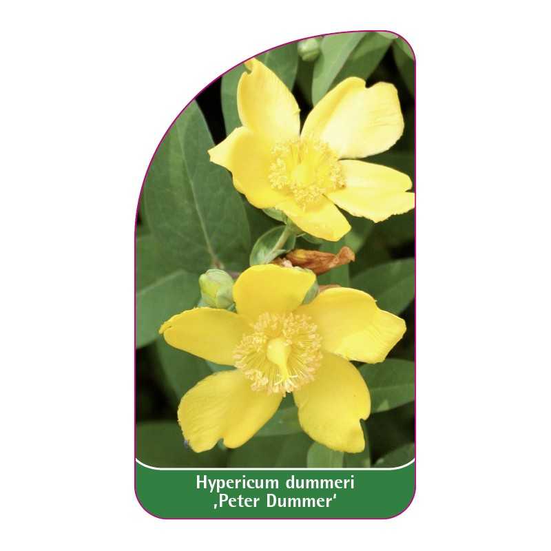 hypericum-dummeri-peter-dummer-1