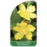 hypericum-dummeri-peter-dummer-1