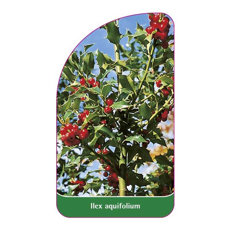 ilex-aquifolium1