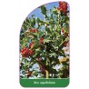 ilex-aquifolium1