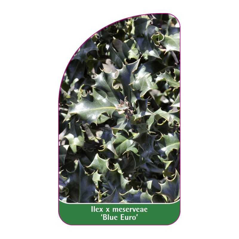 ilex-x-meserveae-blue-euro-1