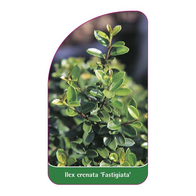 ilex-crenata-fastigiata-1