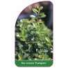 ilex-crenata-fastigiata-1