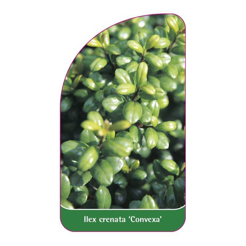 ilex-crenata-convexa-1