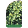 ilex-crenata-convexa-1