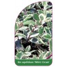 ilex-aquifolium-white-cream-1