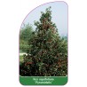 ilex-aquifolium-pyramidalis-1