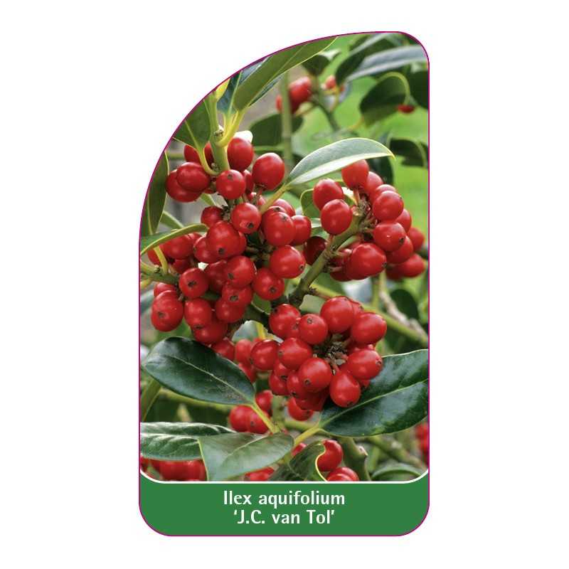 ilex-aquifolium-jc-van-tol-b1