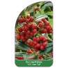 ilex-aquifolium-jc-van-tol-b1