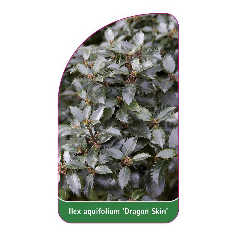 ilex-aquifolium-dragon-skin-1