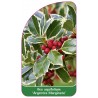 ilex-aquifolium-argentea-marginata-1