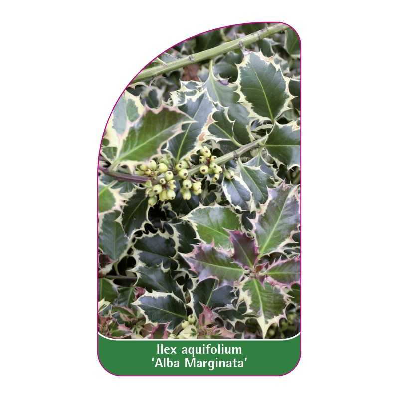 ilex-aquifolium-alba-marginata-1