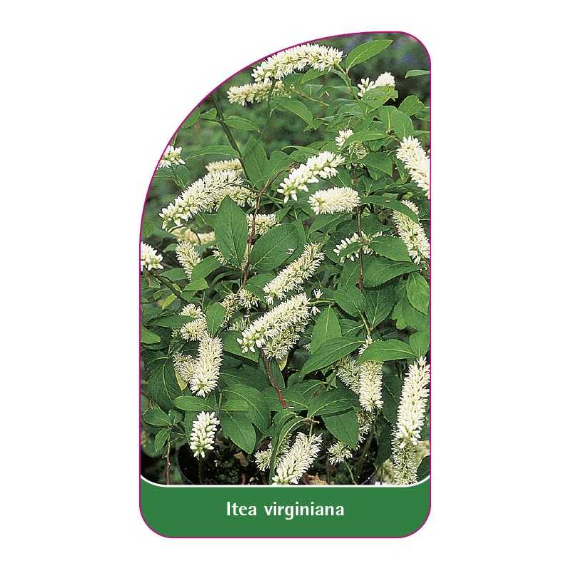 itea-virginiana1