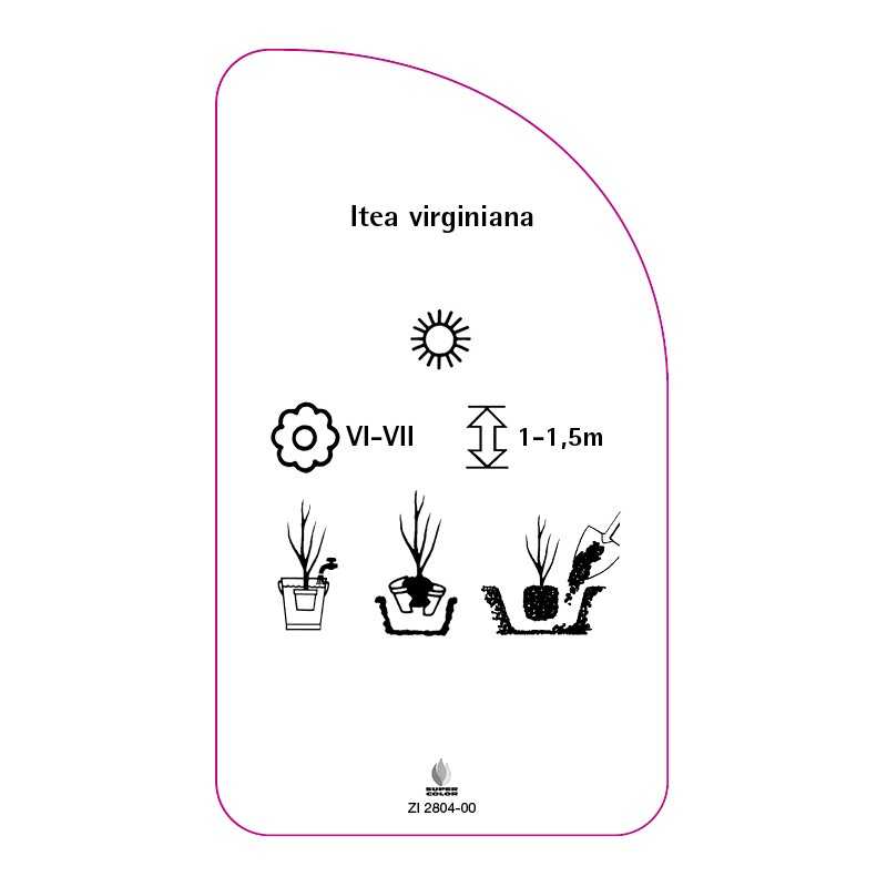 itea-virginiana0