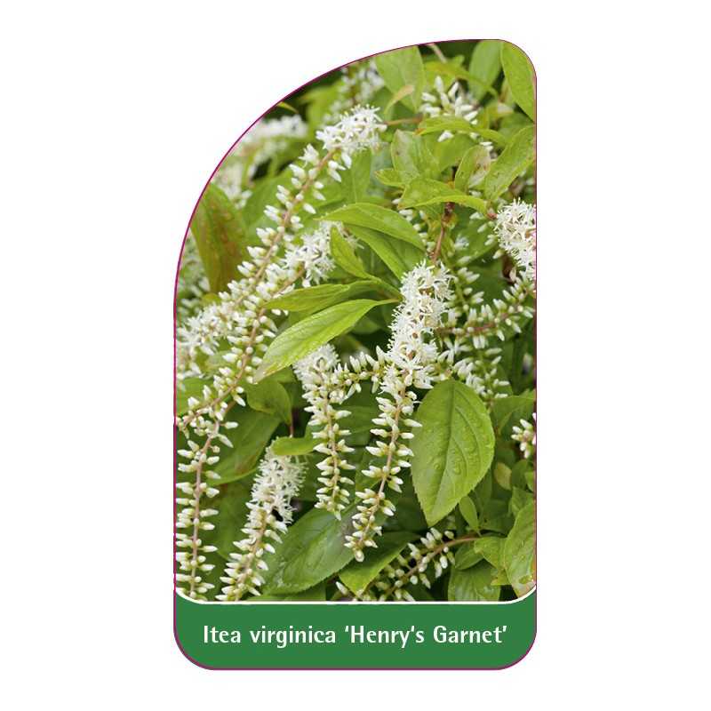 itea-virginica-henry-s-garnet-1