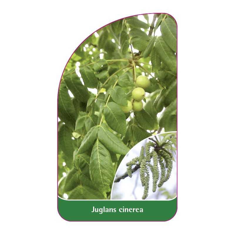 juglans-cinerea1