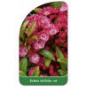 kalmia-latifolia-rot1