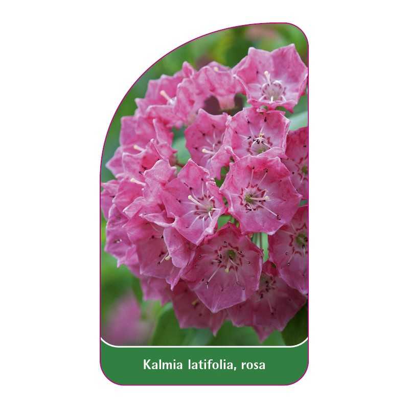 kalmia-latifolia-rosa1