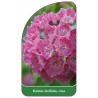 kalmia-latifolia-rosa1