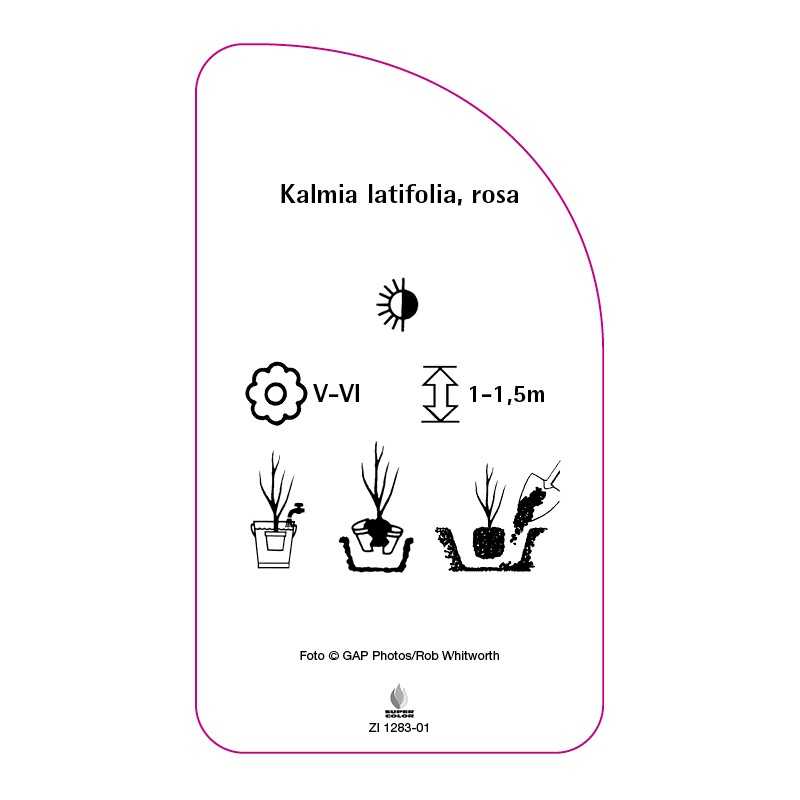 kalmia-latifolia-rosa0