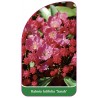 kalmia-latifolia-sarah-1