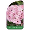 kalmia-latifolia-rosenquarz-1